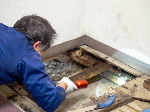 Best Certified Mold Removal  in Arcola, VA