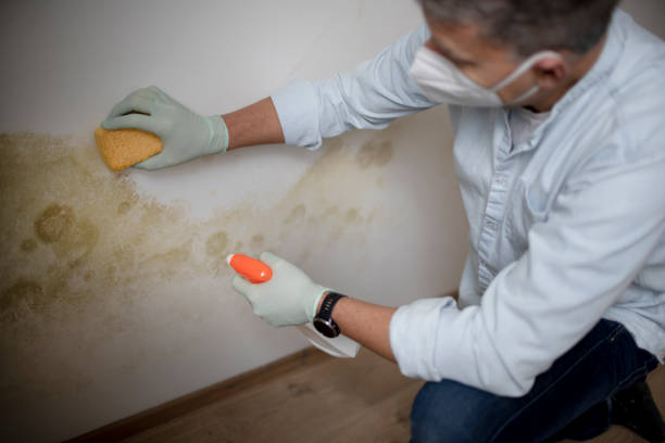 Best Mold Damage Repair  in Arcola, VA