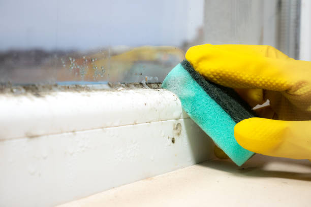Best Mold Remediation  in Arcola, VA