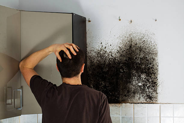 Professional Mold Removal in Arcola, VA