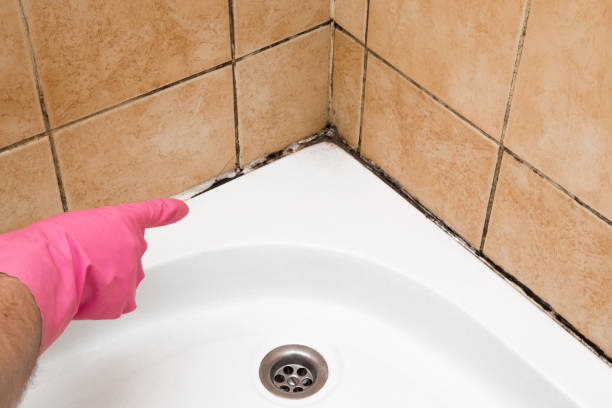Best Toxic Mold Removal  in Arcola, VA