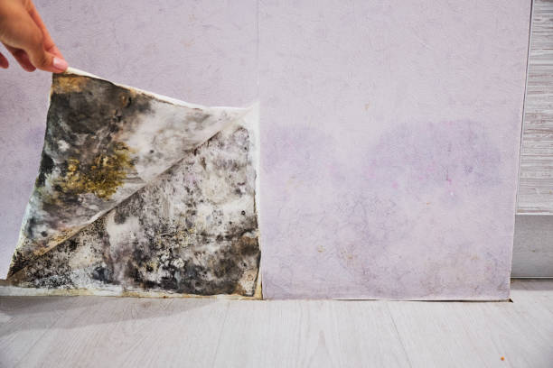 Best Commercial Mold Removal  in Arcola, VA